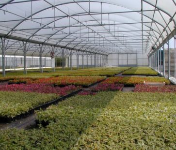 epson-dsc-picture-horticulture