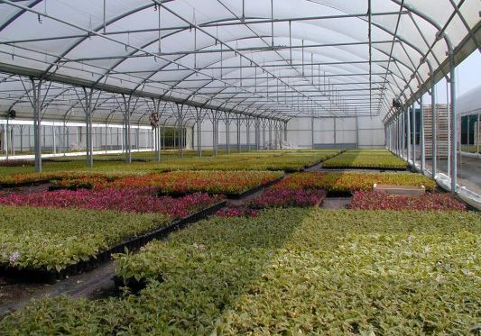 epson-dsc-picture-horticulture