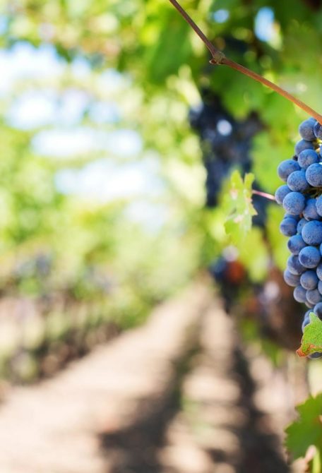 viticulture