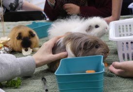 cochons d'inde - atelier Médiation par l'animal à la Mission Locale Angevine