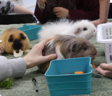 cochons d'inde - atelier Médiation par l'animal à la Mission Locale Angevine